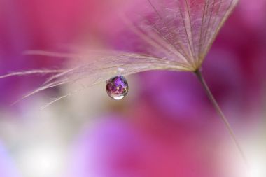 Karahindiba ve su damla ile soyut makro fotoğraf.