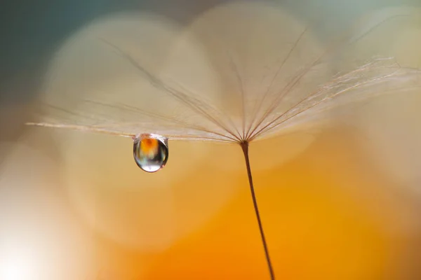 Foto macro abstrata com dente-de-leão e gota de água . — Fotografia de Stock