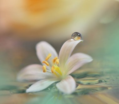 Soyut makro fotoğraf su ile bırakır. Sakin soyut portre sanat arka plan. Masaüstü için sanatsal arka plan. Pastel Colors.Transparent ve temiz su boncuk.