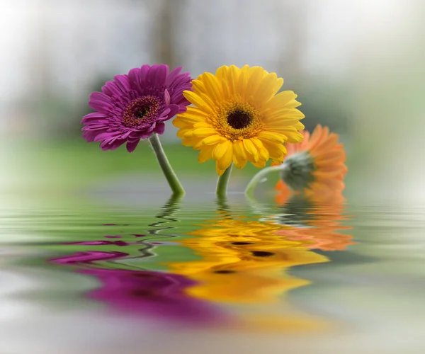 Mooie Bloemen Weerspiegeld Het Water Artistiek Concept Floral Fantasy Design — Stockfoto