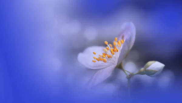 아름다운 자연의 Floral Art Design Abstract Macro Photography Jasmine Flowers — 스톡 사진