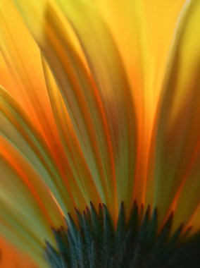 Güzel Doğa Arkaplanı. Çiçek Tasarımı. Soyut Makro Fotoğraf. Portakal Çiçeği. Pastel Çiçekler. Sarı Arkaplan. Yaratıcı Sanatsal Duvar Kağıdı. Düğün Davetiyesi. Kutlama, Aşk..