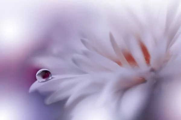 Vacker Natur Bakgrund Blommig Konst Design Abstrakt Makrofotografier Vit Daisy — Stockfoto