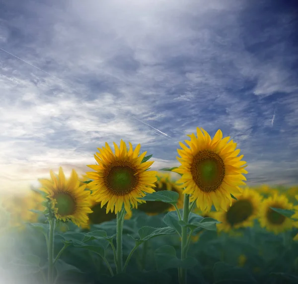 Sonnenblumenfeld Bei Sonnenuntergang Landschaft Von Einem Sonnenblumenbauern Landwirtschaftliche Landschaft Sonnenblumenfeldlandschaft — Stockfoto