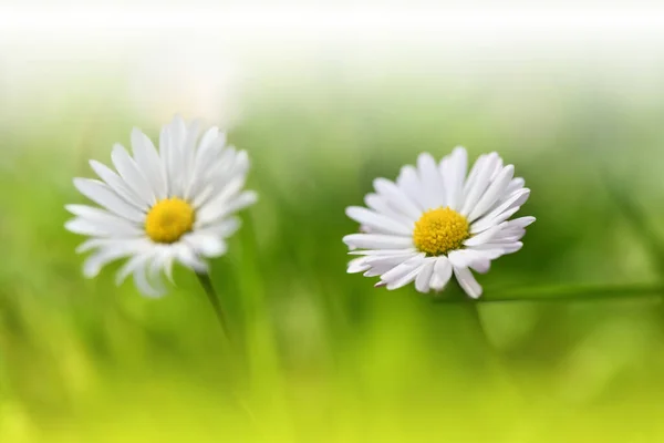 Gyönyörű Természet Háttér Floral Art Design Absztrakt Macro Photography White — Stock Fotó