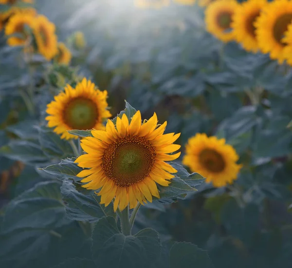 Sonnenblumenfeld Bei Sonnenuntergang Landwirtschaftliche Landschaft Von Einem Sonnenblumenbauernhof Sonnenblumenfeldlandschaft Orange — Stockfoto