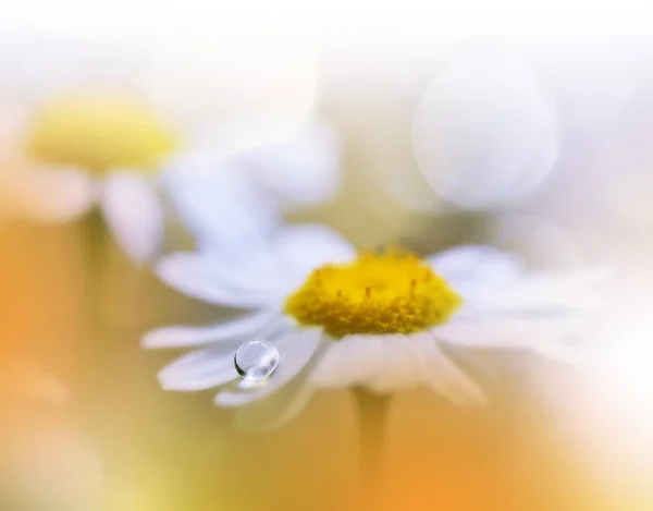 아름다운 Floral Art Design Abstract Macro Photography White Daisy Flower — 스톡 사진