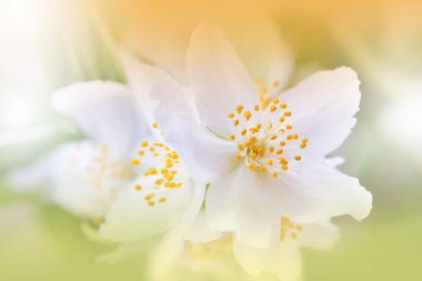 Güzel Doğa Arkaplanı. Çiçek Tasarımı. Soyut Makro Fotoğrafı. Renkli Çiçek. Çiçek açan Bahar Çiçekleri. Yaratıcı Sanatsal Duvar Kağıdı. Kutlama, Aşk..
