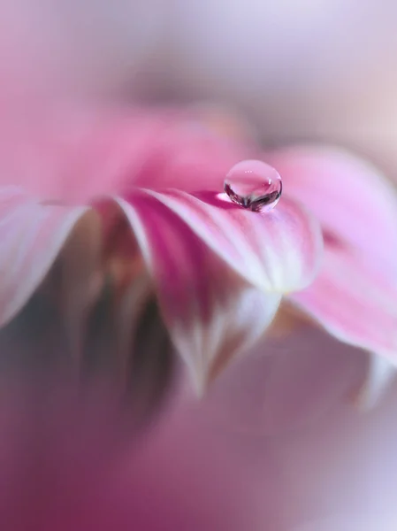 Vacker Natur Bakgrund Blommig Konstdesign Abstrakt Makrofotografier Gerbera Daisy Flower — Stockfoto