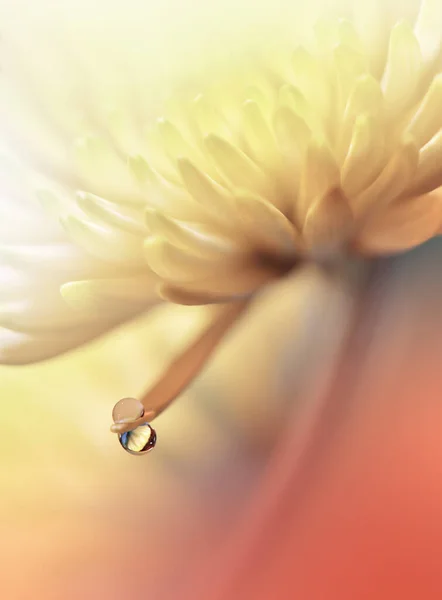 美しい自然背景花のアートデザインアブストラクトマクロ写真 デイジーフラワーパステル菊の花黄色背景創造的な芸術的な壁紙結婚式の招待 お祝い 愛を閉じます — ストック写真