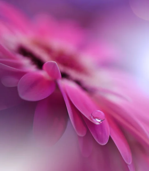 Gyönyörű Természet Háttér Floral Art Design Absztrakt Macro Photography Gerbera — Stock Fotó