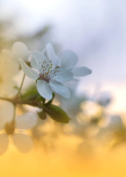 Vacker Natur Bakgrund Blommig Art Design Abstrakt Makrofotografier Blommande Vårblommor — Stockfoto