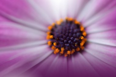 Güzel Doğa Arkaplanı. Çiçek Tasarımı. Soyut Makro Fotoğrafı. Daisy Çiçeği. Pastel Çiçekleri. Violet Arkaplan. Yaratıcı Sanatsal Duvar Kağıdı. Düğün Davetiyesi..