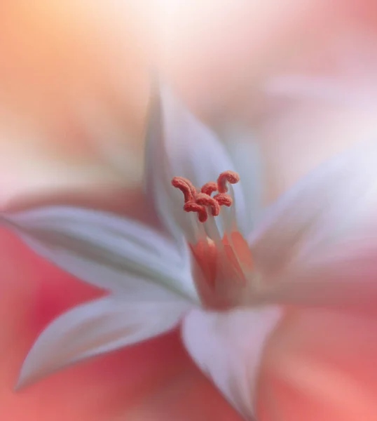 Vacker Natur Bakgrund Blommig Konst Design Abstrakt Makrofotografier Vit Blomma — Stockfoto