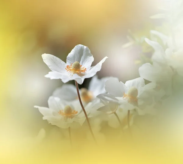 Gyönyörű Természet Háttere Floral Art Design Absztrakt Makro Fénykép Fehér — Stock Fotó