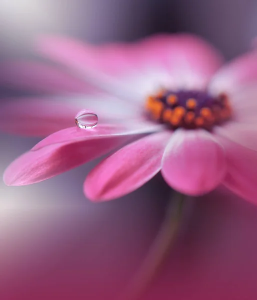 Vacker Natur Bakgrund Blommig Art Design Abstrakt Makrofotografier Daisy Flower — Stockfoto