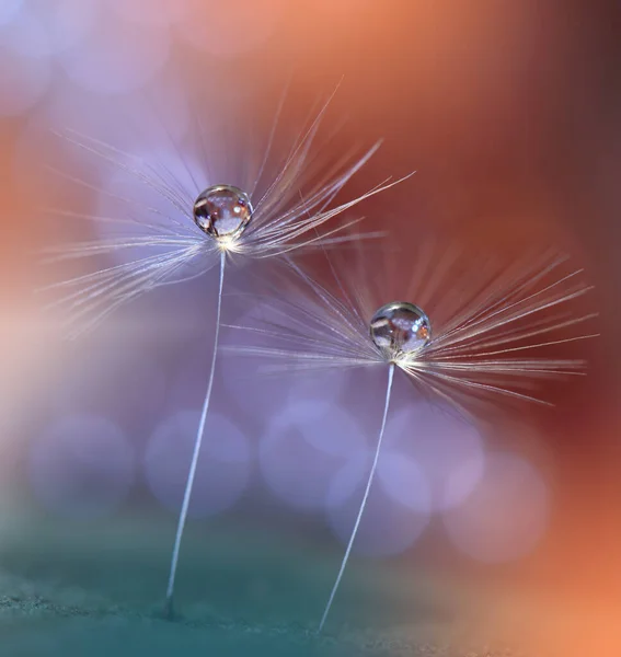 Gyönyörű Természet Háttér Floral Art Design Absztrakt Makro Photography Pasztell — Stock Fotó