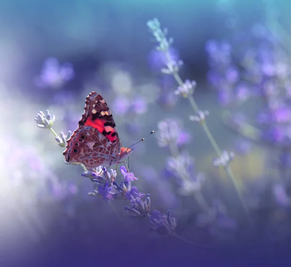 Krásná Modrá Příroda Pozadí Květinový Design Umění Makro Fotografie Květinový — Stock fotografie