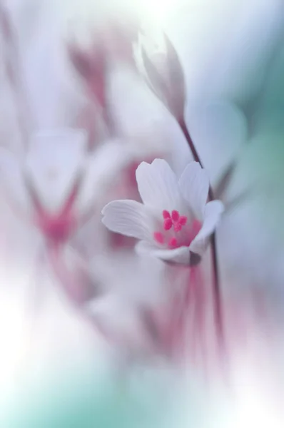 Vacker Natur Bakgrund Blommig Konst Design Abstrakt Makrofotografier White Flower — Stockfoto