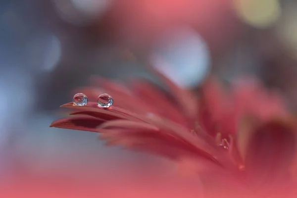 Güzel Doğa Arkaplanı Çiçek Tasarımı Soyut Makro Fotoğrafı Daisy Çiçeği — Stok fotoğraf