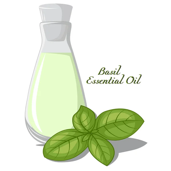 Olio essenziale di basilico — Vettoriale Stock