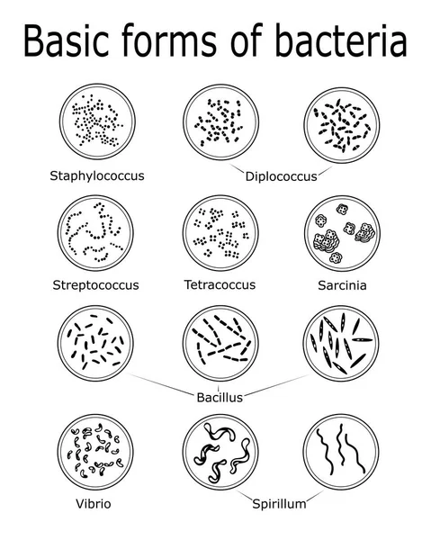 Las formas básicas de bacterias — Vector de stock