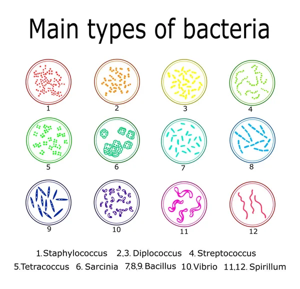 The main types of bacteria — Stock Vector