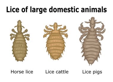 Lice of large domestic animals clipart