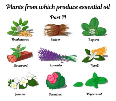  Plants from which produce essential oils such as Frankincense, Vetiver, Bay tree, Rosewood, Lavender, Neroli, Jasmine, Geranium, Peppermint clipart