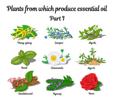 Rose, Ylang Ylang, fesleğen, papatya, Myrtle, sandal ağacı, çördük, ardıç ve mür gibi uçucu yağlar hangi bitkiler üretmek