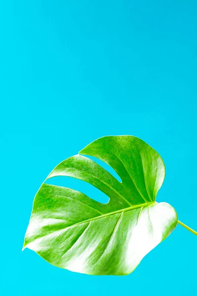 Tropical leaves Monstera on turquoise background. Copy space, flat lay