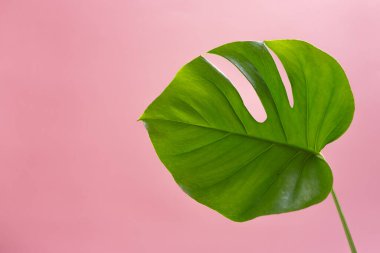 Pembe arka planda tropik yapraklar. Uzayı kopyala, düz yat