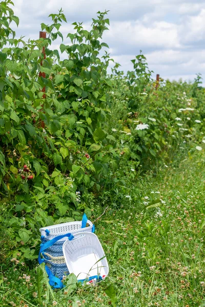 Olgun ahududu dolu plastik sepetler. Böğürtlen hasadı.