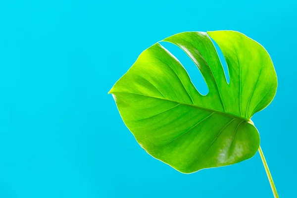 Turkuaz arka planda tropik yapraklar Monstera 'yı oluşturuyor. Uzayı kopyala, düz yat