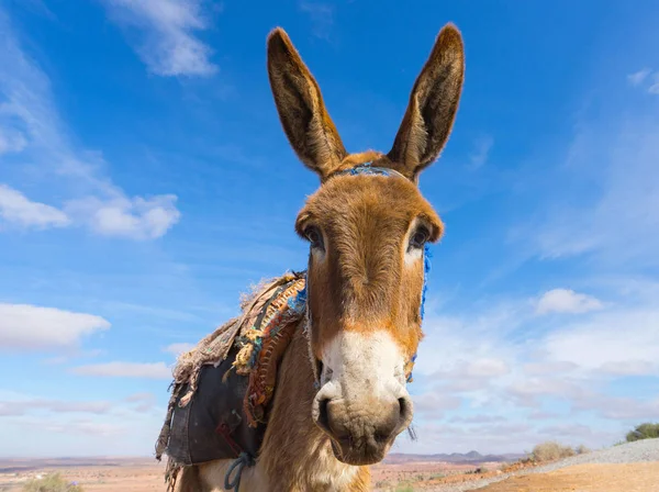 Donkey, farm animal — Stock Photo, Image