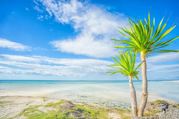 Small palm on the shore — Stock Photo, Image