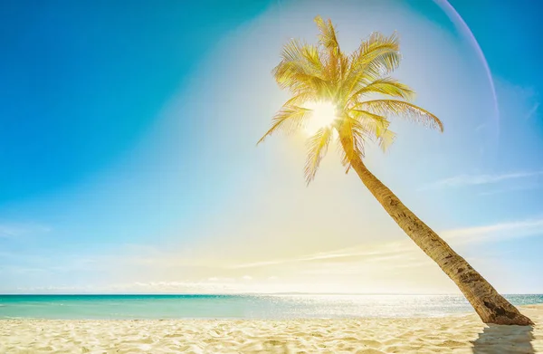 Playa vacía, sol y palma . — Foto de Stock