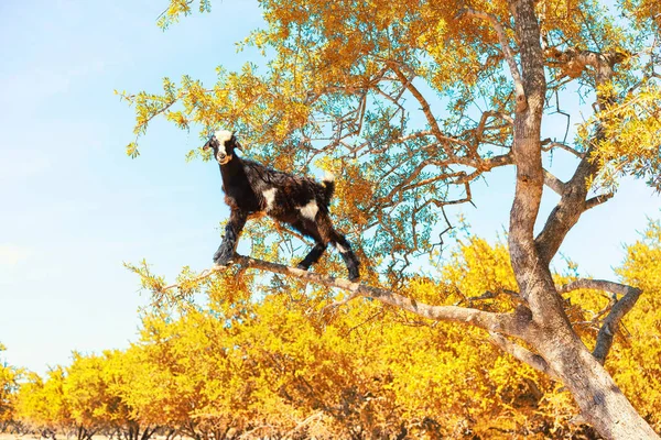 keçi argan ağacı besleme