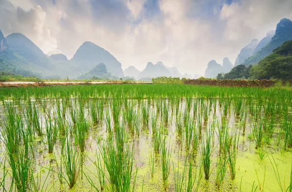 Pirinç alan ve dağlar — Stok fotoğraf