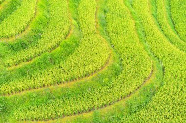 Yeşil pirinç terasları