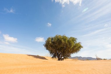 Argan ağacı büyümeye çölde 