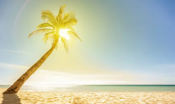 Piękna plaża, słońce i palm. — Zdjęcie stockowe