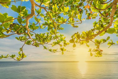 Arka plan. Ağaç, güzel deniz ve gün batımı yeşil yaprakları.