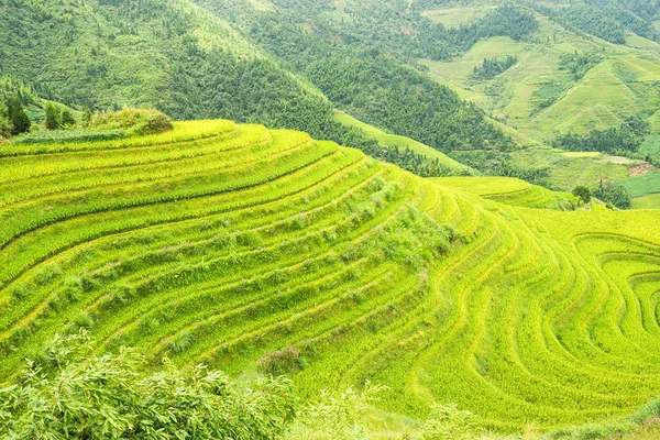 龙胜梯田 龙的脊梁 也被称为龙米 中国广西龙胜 — 图库照片