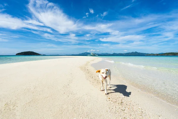 Dog on the beach with islands and boat on background. Coron, Palawan, Philippines.