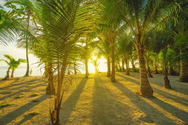 Palmiye ağaçları olan güzel bir sahil. Filipinlerde Günbatımı.