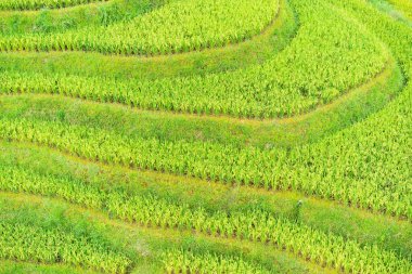 Asya 'daki güzel pirinç terasları. Hava görünümü.