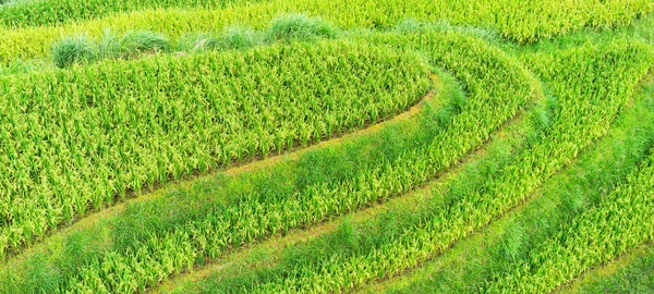 Beautiful Rice Terraces Asia Banner Edition — Stock Photo, Image