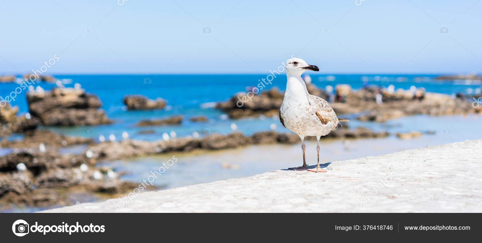 Seagull Orilla Vista Cerca Aves Blancas Lubina Banner ...