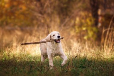 Golden retriever köpek yavrusu bir sopa ile çalışır